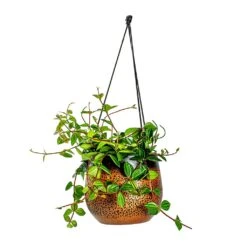 Mya Hanging Planter - Shiny Mocha 16 Mya Hanging Planter - Shiny Mocha -Garden Potted Plant Shop Peperomia angulata rocca scuro Dark Green Beetle Radiator Plant Mya Hanging Planter Shiny Mocha b4c99ae9 5d4a 4b04 be8c 297ea5c00325