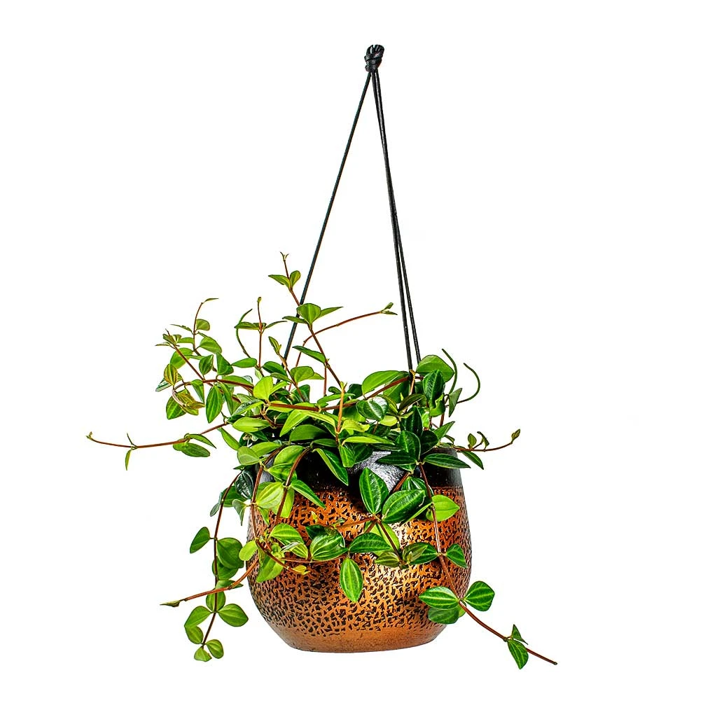 Mya Hanging Planter - Shiny Mocha 8 Mya Hanging Planter - Shiny Mocha - Image 8