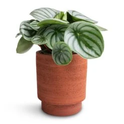 Chao Plant Pot - Terra -Garden Potted Plant Shop Peperomia argyreia Watermelon Peperomia 12x20cm Chao Plant Pot Terra 13x15cm 93ab2fa1 c12f 4989 aa73 cc80b1293188