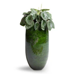 Aimee Tall Plant Vase - Pear -Garden Potted Plant Shop Peperomia argyreia Watermelon Peperomia 15x25cm Aimee Tall Plant Vase Pear 22x45cm