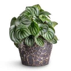 Lava Couple Straight Relic Planter - Black 11 Lava Couple Straight Relic Planter - Black -Garden Potted Plant Shop Peperomia argyreia Watermelon Peperomia 15x25cm Lava Couple Straight Relic Planter Black 19x13cm e57b0b0d 83ea 442e 96e6 c72b52dc01a7