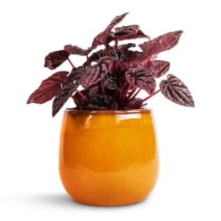 Charlotte Plant Pot - Spiced Ochre -Garden Potted Plant Shop Peperomia caperata Red Luna 11x20cm Charlotte Plant Pot Ochre 15x13cm