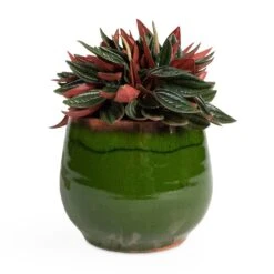 Charlotte Plant Pot - Green 24 Charlotte Plant Pot - Green -Garden Potted Plant Shop Peperomia caperata Rosso 10.5x15cm Charlotte Plant Pot Green 15x13cm be3df768 4a07 49bf 8c82 69b614e201d5