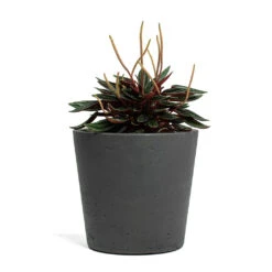 Mini Bucket Plant Pot - Black Washed -Garden Potted Plant Shop Peperomia caperata Rosso Mini Bucket Plant Pot Black Washed