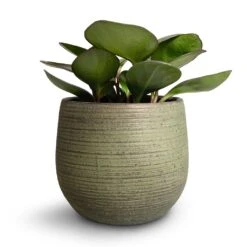 Lydia Plant Pot - Shiny Green 31 Lydia Plant Pot - Shiny Green -Garden Potted Plant Shop Peperomia clusiifolia Red Margin Red Edged Radiator Plant 11x20cm Lydia Plant Pot Shiny Green 18x16cm 3
