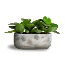 Saar Oval Plant Bowl - Earth Cement 5 Saar Oval Plant Bowl - Earth Cement -Garden Potted Plant Shop Peperomia clusiifolia Red Margin Red Edged Radiator Plant 11x20cm Saar Oval Plant Bowl Earth Cement 26x13x11cm 2