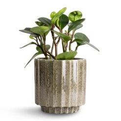 Lugano Scalloped Plant Pot - Green -Garden Potted Plant Shop Peperomia clusiifolia Red Margin Red Edged Radiator Plant 14x25cm Lugano Scalloped Plant Pot Green 16x16cm d10fc9bd dae3 4b28 aa9a 9d9599f9a464