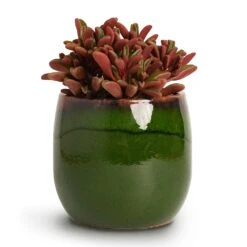 Charlotte Plant Pot - Green 27 Charlotte Plant Pot - Green -Garden Potted Plant Shop Peperomia graveolens Ruby Glow Radiator Plant 10.5x17cm Charlotte Plant Pot Green 15x13cm 6e1b678a 0a33 4902 931d 3e0c19348120