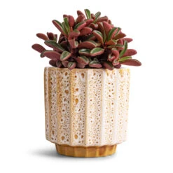 Lugano Scalloped Plant Pot - Mustard 12 Lugano Scalloped Plant Pot - Mustard -Garden Potted Plant Shop Peperomia graveolens Ruby Glow Radiator Plant 10.5x17cm Lugano Scalloped Plant Pot Mustard 13x13cm 0aadc796 596b 4f7f be8a 850a180dcff4