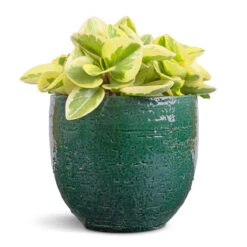 Jolin Plant Pot - Forest -Garden Potted Plant Shop Peperomia obtusifolia Obtipan Bicolor 12x20cm Jolin Plant Pot Forest 14x13cm