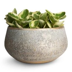 Noor Plant Bowl - Metallic Grey -Garden Potted Plant Shop Peperomia obtusifolia Obtipan Bicolor 12x20cm Noor Plant Bowl Metallic Grey 28x13cm