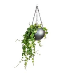 Gradient Hanging Plant Globe - Matt Grey -Garden Potted Plant Shop Peperomia prostrata Pepperspot String of Coins 15x20cm Gradient Hanging Plant Globe Matt Grey 24x19cm 8229e548 e96e 4af8 a4b4 9dfa73bde1f8