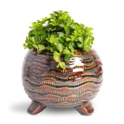Dewi Plant Pot - Marrakesh 24 Dewi Plant Pot - Marrakesh -Garden Potted Plant Shop Peperomia rotundifolia Trailing Jade Plant 12x20cm Dewi Plant Pot Marrakesh 18x14cm 65446e8f 53db 48ac b723 a26e9bc9dcde