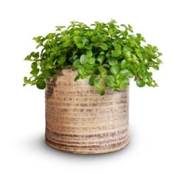 Hera Plant Pot - Ivory 14 Hera Plant Pot - Ivory -Garden Potted Plant Shop Peperomia rotundifolia Trailing Jade Plant 15x25cm Hera Plant Pot Ivory 2