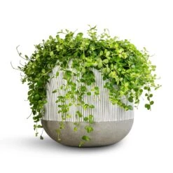 Pax Plant Pot - Ridged White Stripe -Garden Potted Plant Shop Peperomia rotundifolia Trailing Jade Plant 28x50cm Pax Plant Pot Ridged White Stripe 40x36cm 2 984ef851 7643 4afb a165 7fc6a1373102
