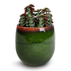 Charlotte Plant Pot - Green 36 Charlotte Plant Pot - Green -Garden Potted Plant Shop Peperomia verticillata Red Log 11x15cm Charlotte Plant Pot Green 15x13cm