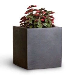 Fleur Natural Planter - Black -Garden Potted Plant Shop Peperomia verticillata Red Log 11x15cm Fleur Natural Planter Black 15x15x15cm 2