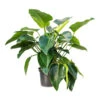 Philodendron Green Beauty