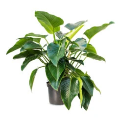 Philodendron Green Beauty