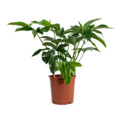 Philodendron Green Wonder -Garden Potted Plant Shop Philodendron Green Wonder 24cm