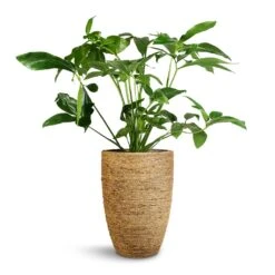 Philodendron Green Wonder -Garden Potted Plant Shop Philodendron Green Wonder 24x80cm Ben Plant Pot Straw Grass 30x41cm