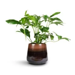 Philodendron Green Wonder -Garden Potted Plant Shop Philodendron Green Wonder 24x80cm Joah Plant Pot Truffle 33x28cm