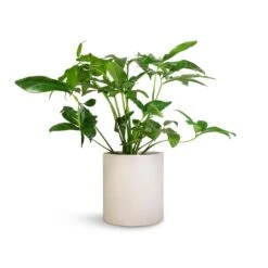 Philodendron Green Wonder -Garden Potted Plant Shop Philodendron Green Wonder 24x80cm Max Refined Planter Natural White 29x29.5cm