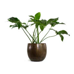 Philodendron Green Wonder -Garden Potted Plant Shop Philodendron Green Wonder Gusto Metal Plant Pots Set of 3 Old Brown