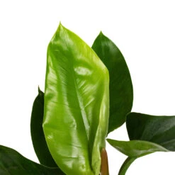 Philodendron Imperial Green -Garden Potted Plant Shop Philodendron Imperial Green 17x50cm 1