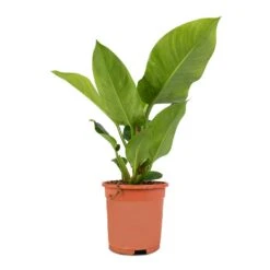 Philodendron Imperial Green -Garden Potted Plant Shop Philodendron Imperial Green 17x50cm