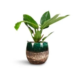 Philodendron Imperial Green -Garden Potted Plant Shop Philodendron Imperial Green 17x50cm Lindy Plant Pot Black Green 23x20cm 1