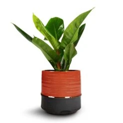Philodendron Imperial Green -Garden Potted Plant Shop Philodendron Imperial Green 17x50cm Marlijn Plant Pot Coral 21x21cm 1
