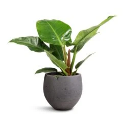 Mini Orb Kevan Plant Pot - Black Washed -Garden Potted Plant Shop Philodendron Imperial Green 19x50cm Mini Orb Kevan Plant Pot Black Washed 25x21cm db4607f1 0a87 4184 a705 db2ea000f8ab