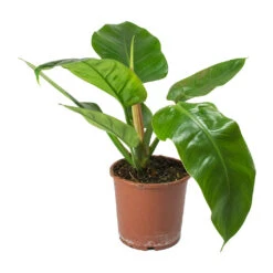 Philodendron Imperial Green -Garden Potted Plant Shop Philodendron Imperial Green