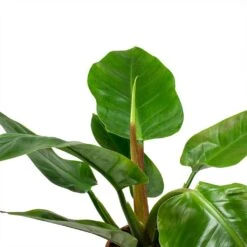 Philodendron Imperial Green -Garden Potted Plant Shop Philodendron Imperial Green Leaves
