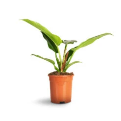 Philodendron Imperial Green -Garden Potted Plant Shop Philodendron Imperial Green 35ef9fe9 aa94 4960 8b8b 03aec7827fd5