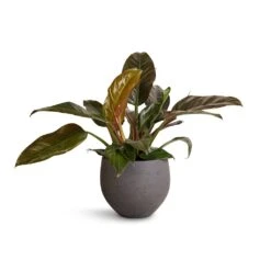 Mini Orb Kevan Plant Pot - Black Washed -Garden Potted Plant Shop Philodendron Imperial Red 19x55cm Mini Orb Kevan Plant Pot Black Washed 25x21cm 4f959ecf 6443 4dd9 bcca 626091519d71
