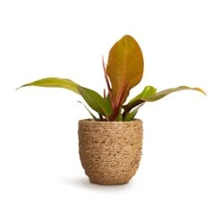 Cody Plant Pot - Straw Grass -Garden Potted Plant Shop Philodendron Prince of Orange 10.5x30cm Cody Plant Pot Straw Grass 17x15cm a6822c98 32bd 4c63 a74f aafb2edd6dc0