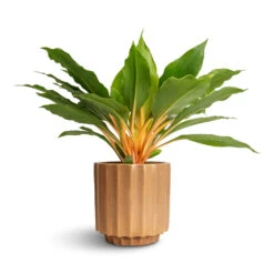 Bourton Scalloped Plant Pot - Clay -Garden Potted Plant Shop Philodendron Prince of Orange 12x25cm Bourton Scalloped Plant Pot Clay 16x16cm
