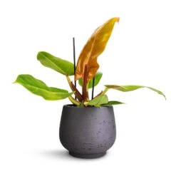 Mini Pixie Plant Pot - Black Washed -Garden Potted Plant Shop Philodendron Prince of Orange 12x25cm Mini Pixie Plant Pot Black Washed 18x15cm 240538b0 cfbb 4b5d 8e7b c14f5546aa64