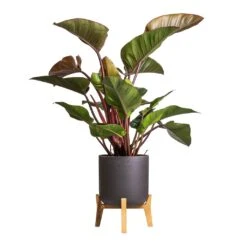 Philodendron Red Beauty -Garden Potted Plant Shop Philodendron Red Beauty 27x100cm Charlie Plant Pot Low Stand Black Washed