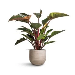 Philodendron Red Beauty -Garden Potted Plant Shop Philodendron Red Beauty 27x100cm Cody Plant Pot Ridged Cement 35x31cm