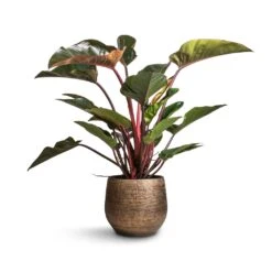 Ryan Plant Pot - Shiny Gold -Garden Potted Plant Shop Philodendron Red Beauty 27x100cm Ryan Plant Pot Shiny Gold 36x32cm 8542260e 1c67 48dc a319 49f590e6cc21
