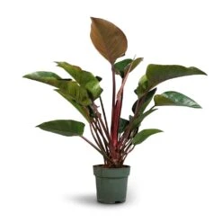 Philodendron Red Beauty -Garden Potted Plant Shop Philodendron Red Beauty 27x90cm