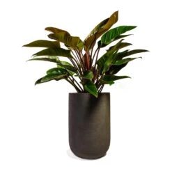 Philodendron Red Beauty -Garden Potted Plant Shop Philodendron Red Beauty 27x90cm Plant Pot Cody Ridge Dark Grey