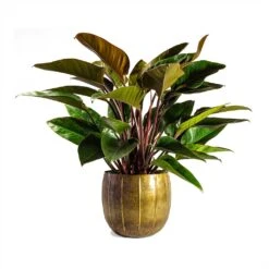 Philodendron Red Beauty -Garden Potted Plant Shop Philodendron Red Beauty 27x90cmPlant Pot Gusto Old Brown