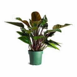 Philodendron Red Beauty -Garden Potted Plant Shop Philodendron Red Beauty Houseplant 27x90cm