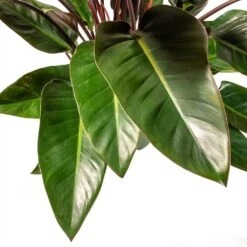 Philodendron Red Beauty -Garden Potted Plant Shop Philodendron Red Beauty Houseplant 3Leaf 27x90cm