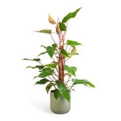 Philodendron Erubescens Red Emerald - Moss Pole 10 Philodendron Erubescens Red Emerald - Moss Pole -Garden Potted Plant Shop Philodendron Red Emerald 18x85cm Lisbon Plant Pot Sage 24x24cm b1e72d20 1903 40ca beb4 5a1da434b62b