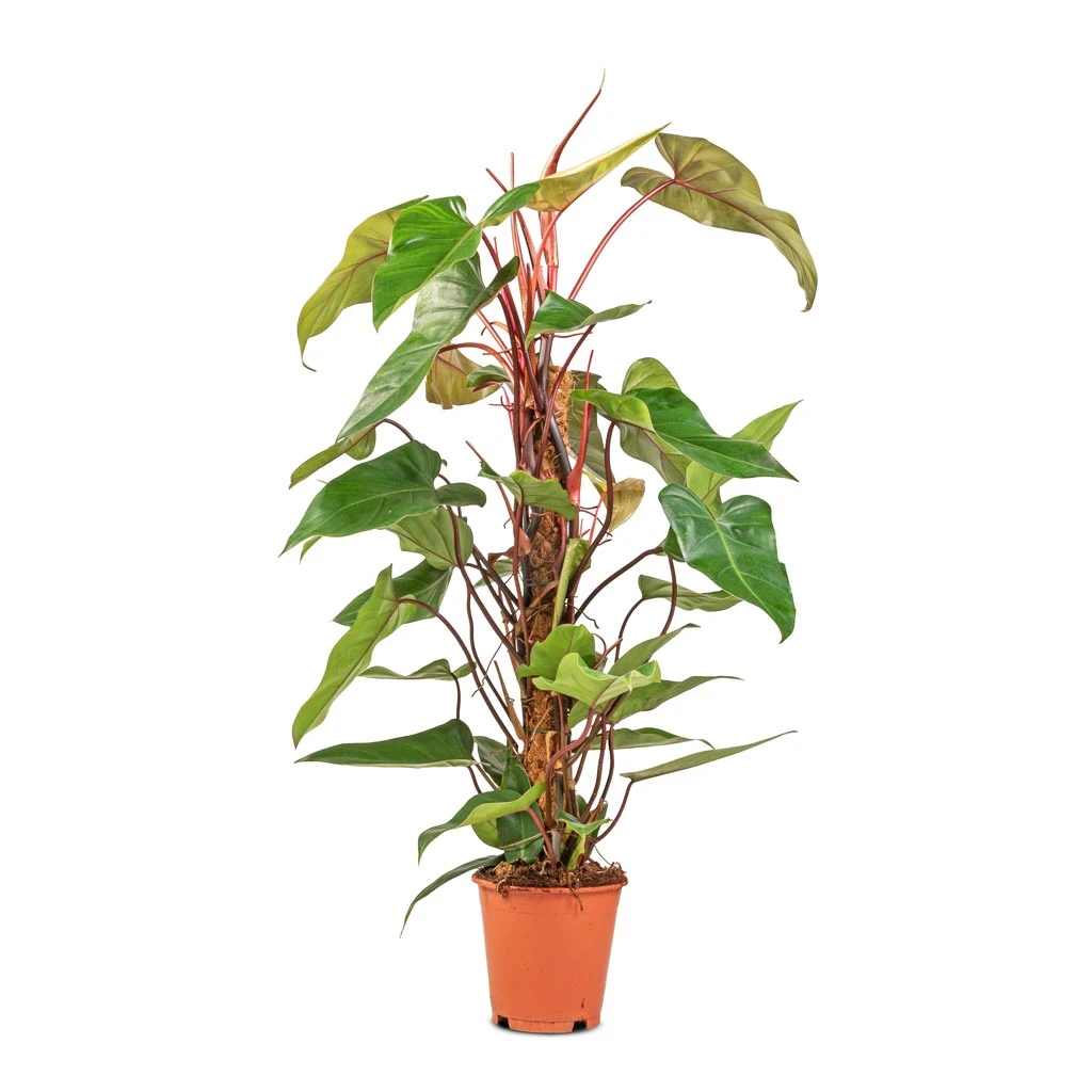 Philodendron Erubescens Red Emerald - Moss Pole 3 Philodendron Erubescens Red Emerald - Moss Pole - Image 3